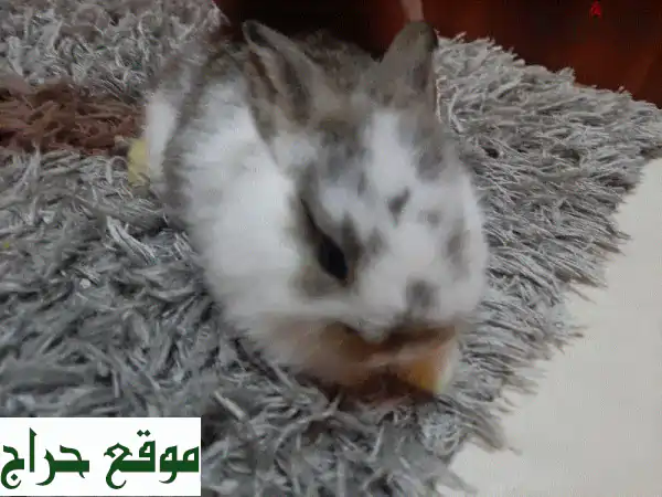 أرانب أليفة:  انضم لعائلة فروية سعيدة! 🐇
