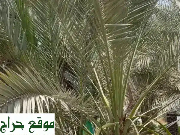 فسائل نخيل أخلاص عالية الجودة - فرصة ذهبية لعشاق الزراعة في العين!