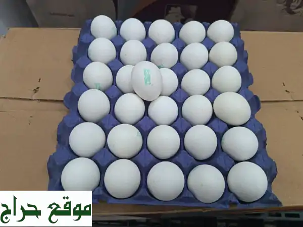 بيض طازج - جملة للمحلات والمشاريع!  أعلى جودة...