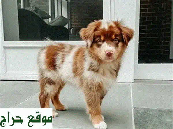 جرو كلاب بيرنيس ماونتن الرائعة -  أصحاب قلوب طيبة ينتظرون بيتًا دافئًا!