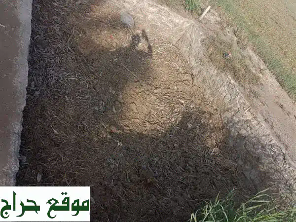 سماد بقر عضوي عالي الجودة - قريب من دوار الثرمد!