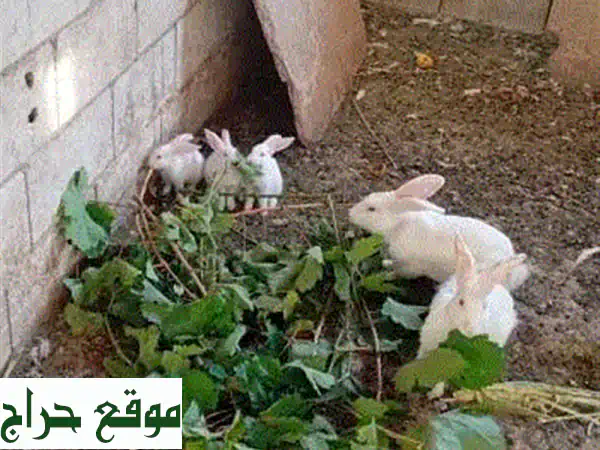 أرانب رقيقة مع صغارها: تبني أو شراء أرانب صحية وسعيدة!