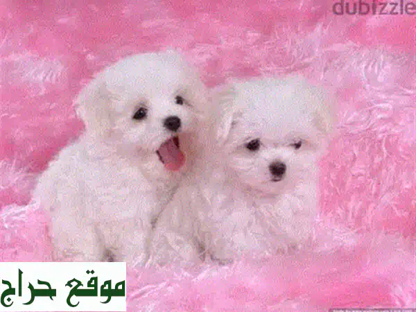 جرو بيشون مالطي صغير - رفيقك الجديد الوفي!