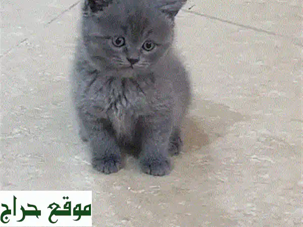 قطط رقيقة للبيع في مصر -  أحضان دافئة بانتظارك!