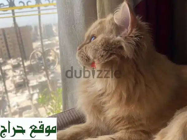 قطة فارسية أنثى جميلة مجاناً! منزلها ومستلزماتها معها!