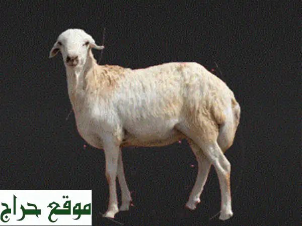 أفضل مواشي حية ومذبوحة من مصدر موثوق - شحن...