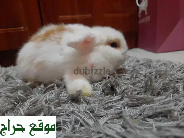 أرانب أليفة:  انضم لعائلة فروية سعيدة! 🐇