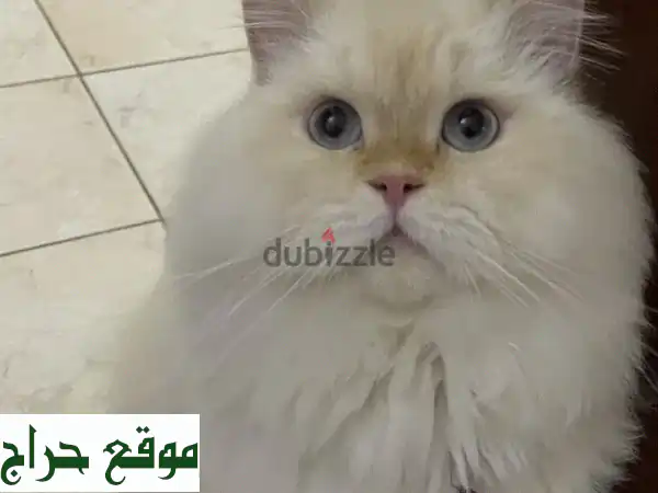 هدية ثمينة تبحث عن بيت دافئ: قطتي (٣ سنوات) بحاجة لمنزل جديد!