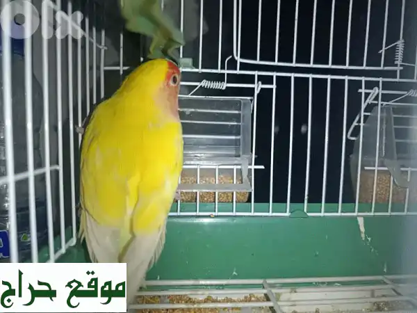 طائر روز أليف ومرح للبيع -  انضم لعائلته!
