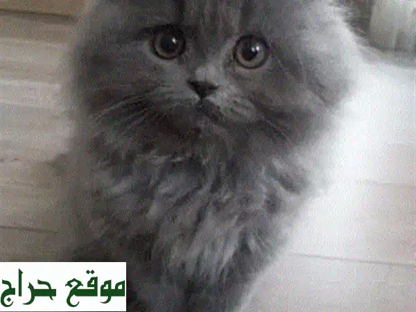 قطة بريتيش شورت هير رمادية رائعة - عمر شهرين - مُطوّعة وصحية!