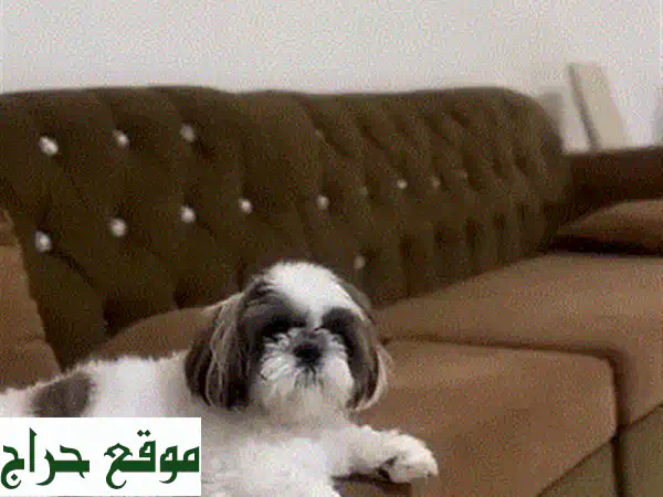 شيه تزو رقيق يبحث عن عائلة محبة!