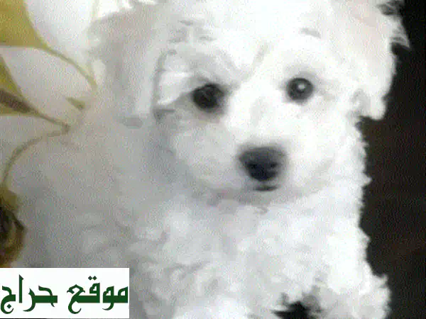 بِشُون فريزي صِغار الحَجم، ذكور وإناث، بيضاء ناصعة! 🐶🤍