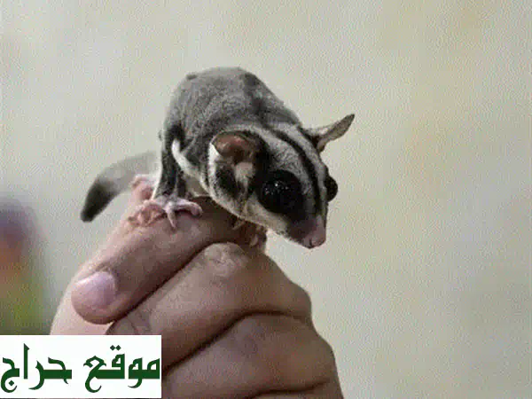 سنجاب شوقر سلايدر أليف - رفيق صغير لعائلتك!
