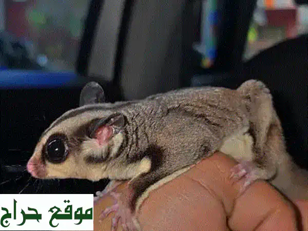 سنجاب شوقر سلايدر أليف - رفيق صغير لعائلتك!