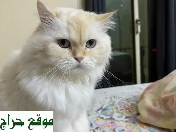 هدية ثمينة تبحث عن بيت دافئ: قطتي (٣ سنوات) بحاجة...