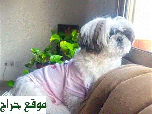شيه تزو رقيق يبحث عن عائلة محبة!