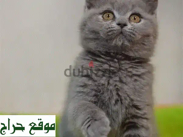 قطة بريتيش شورت هير رمادية رائعة - عمر شهرين -...