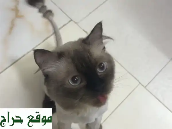 قط هملايا لعوب وودود - فرصة مميزة!