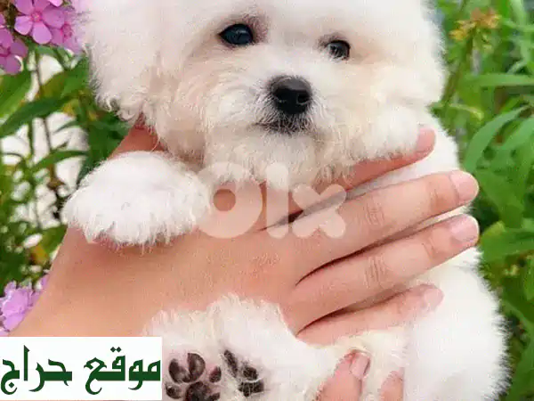 بِشُون فريزي صِغار الحَجم، ذكور وإناث، بيضاء...