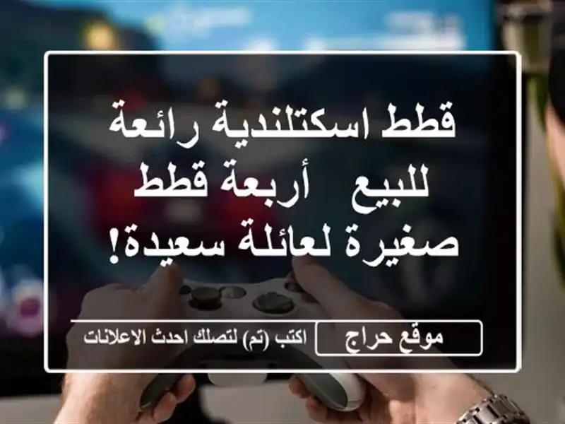 قطط اسكتلندية رائعة للبيع - أربعة قطط صغيرة...
