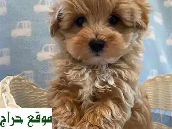جرو مالطيبو صغير ولطيف - جاهز لمنزل جديد في جديدة!