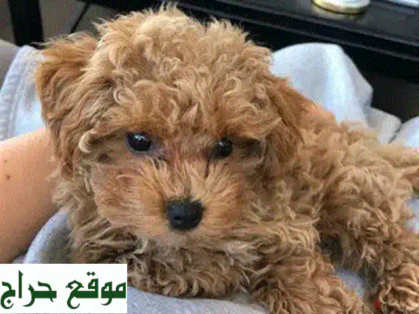 جرو مالطيبو صغير ولطيف - جاهز لمنزل جديد في جديدة!