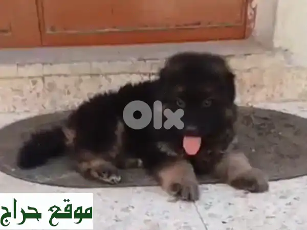 جرو شيفر ألماني أصيل - رفيقك الجديد ينتظرك!