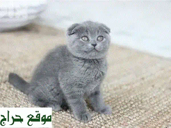 قطط سكوتيش فولد صغيرة - رقيقة ومرحبة - متوفرة الآن!