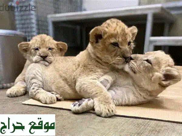 قرد كابتشين لطيف - رفيقك الجديد!