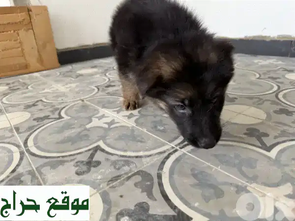 جرو شيفر ألماني أصيل - رفيقك الجديد ينتظرك!