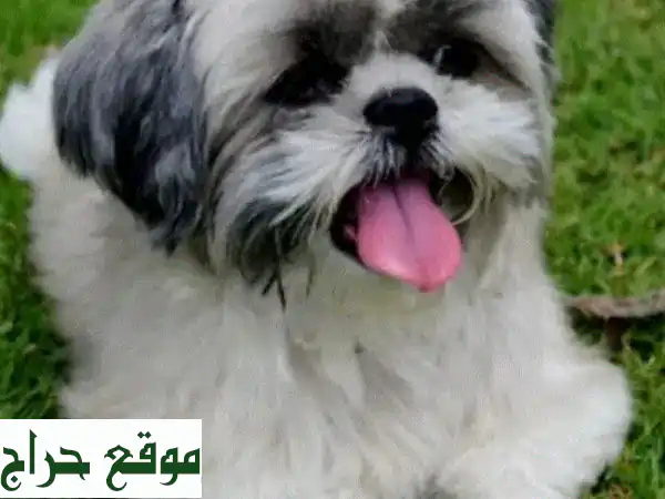 🐶 كُلاب شي تزو صغيرة الحجم - أنثى -  جروات رقيقة...