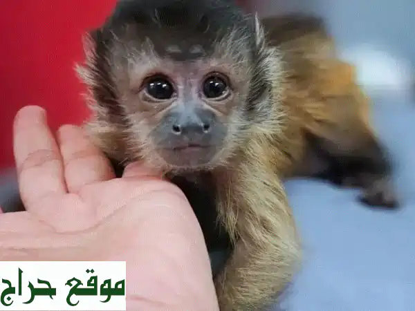 قرد كابتشين لطيف - رفيقك الجديد!