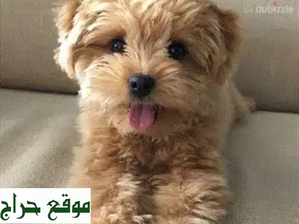 جرو داشهوند أسود و تان - مرح و صحي! توصيل متوفر