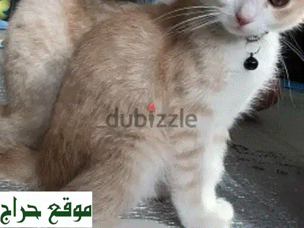 بابلُو النمر الصغير: قطّة جميلة وودودة تبحث عن...