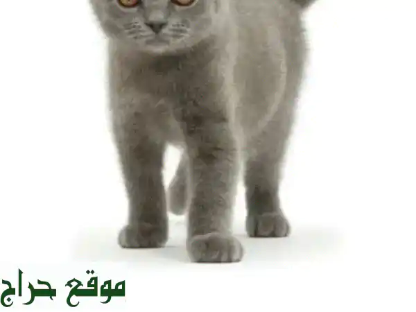 قطط رقيقة للبيع - أصحاب قلوب طيبة ينتظرون بيوتًا دافئة!
