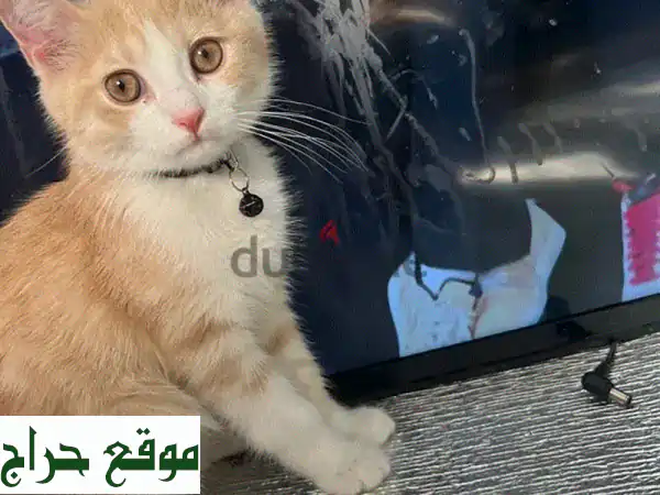 بابلُو النمر الصغير: قطّة جميلة وودودة تبحث عن بيتها الدافئ!