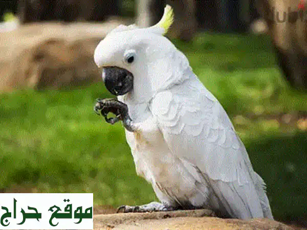 ببغاوات مكاو الزنابق: طيور أليفة رائعة - تربيتها منزلية!