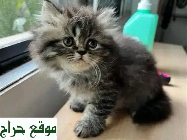 قطط رقيقة للبيع - أصحاب قلوب طيبة ينتظرون بيوتًا دافئة!