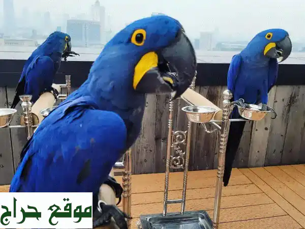 ببغاوات مكاو الزنابق: طيور أليفة رائعة -...