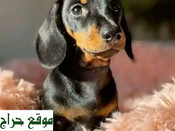 جرو داشهوند أسود و تان - مرح و صحي! توصيل متوفر