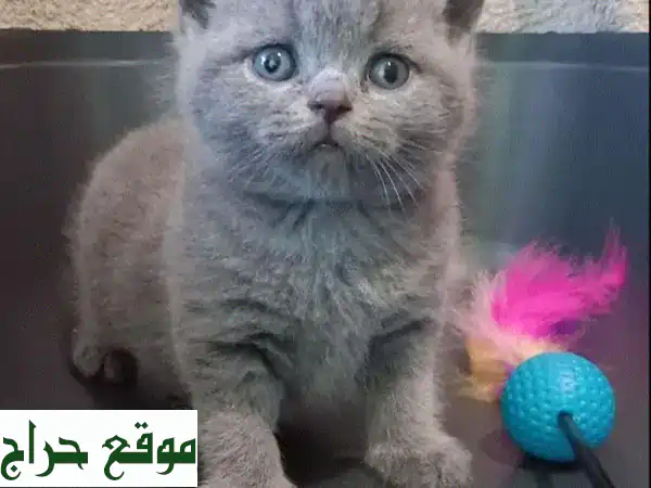 قطط سكوتلندية وبريطانية نقية عالية الجودة للبيع - أجمل القطط!