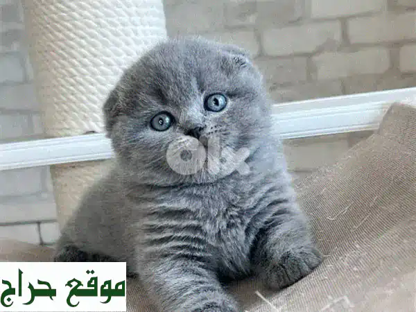 قطط سكوتلندية وبريطانية نقية عالية الجودة للبيع -...