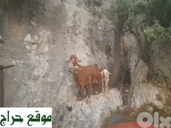 ماعز بندوق حليب عالي الجودة - فرصة ذهبية لتربية ناجحة!