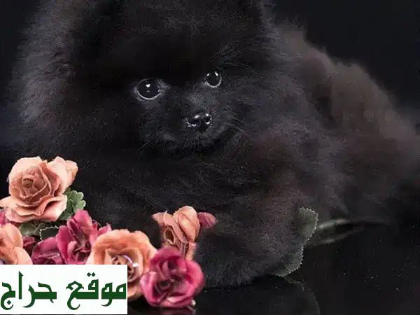 أصغر كلب بوميرانيان أسود - متوفر للتسليم الفوري!