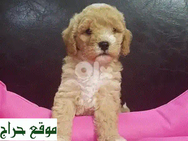 🐶 جلب لكِ أجمل كلب لابرادول ميني نقى! 🐾 (مستورد مع جواز سفر)