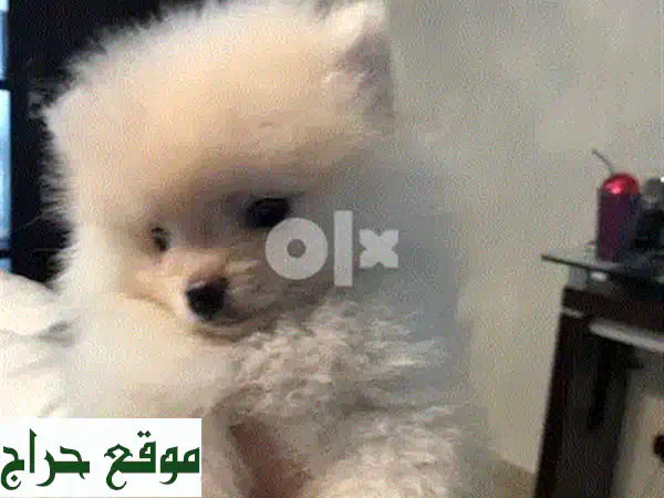 أصغر كلب بوميرانيان أسود - متوفر للتسليم الفوري!
