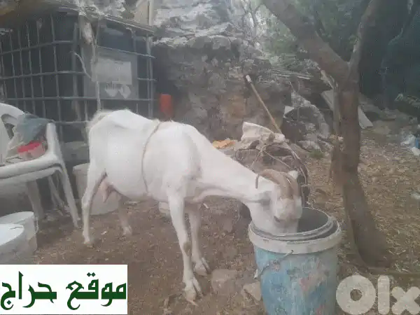 ماعز بندوق حليب عالي الجودة - فرصة ذهبية لتربية ناجحة!