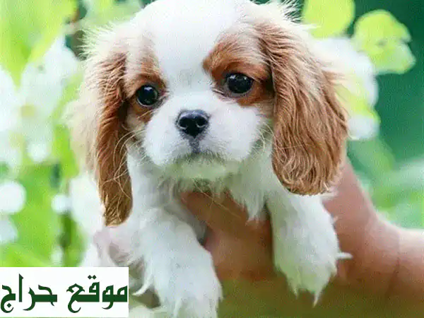 جرو كافاليير كينغ تشارلز أصيل - مستورد - توصيل متوفر!