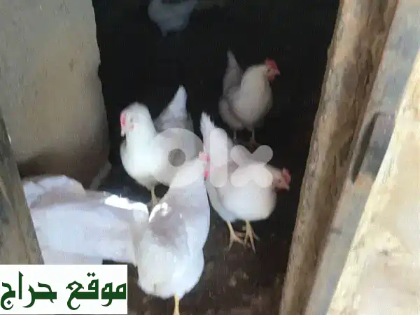 فرّاخ هايلاين فرنسيّة (6 شهور) - إنتاج بيض وفير! توصيل مجّاني