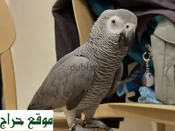 ببغاوات رمادية أفريقية للبيع - رفيق ذكي ومرح ينتظرك!